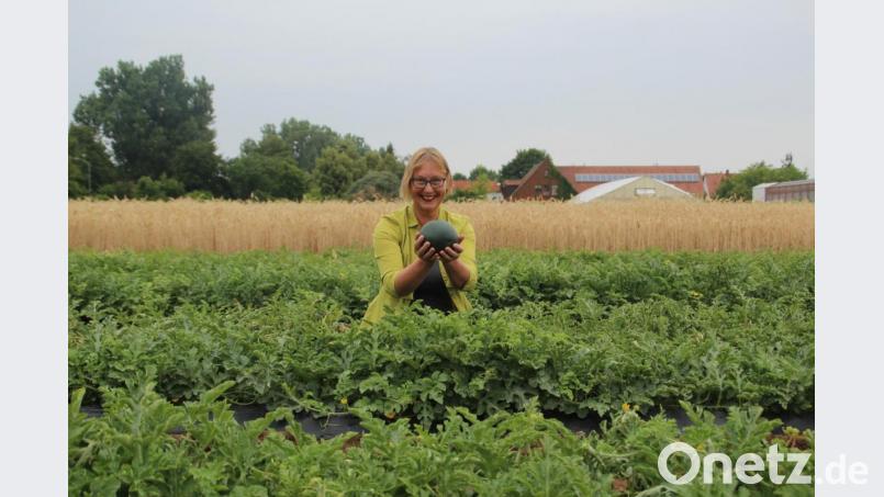Gartenbauingenieurin Birgit Rascher erntet auf dem Melonenacker des Gemüsebauversuchsbetriebs Bamberg der LWG Wassermelonen. Bild: LWG