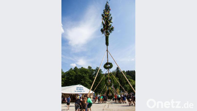 Auf das Kommando von Marco Brunner bugsieren die Burschen mit ihren Helfern den über 30 Meter langen Baum in die Senkrechte. Bild: Christian Skiefe