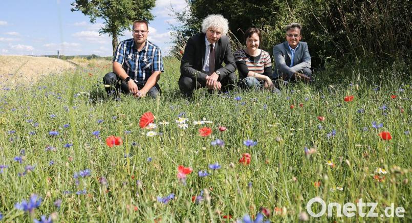 An der TIR 1 bei Lohnsitz nahm man vor kurzem die frische Blütenpracht in Augenschein. Trotz eindeutig zu wenig Niederschlag in den vergangenen Wochen ist die Pflanzaktion ein voller Erfolg. Von links: Martin Weiß von der Tiefbauverwaltung, Landrat Wolfgang Lippert, Kreisfachberaterin Manuela Pappenberger und Landratsamt-Pressesprecher Walter Brucker. Bild: Landkreis Tirschenreuth/Stefan Malzer/exb
