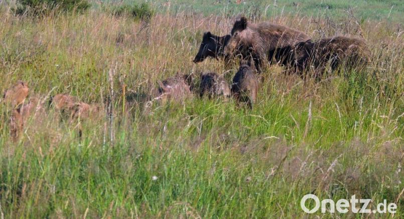 Als Prävention gegen die Afrikanische Schweinepest beantragt die CSU-Kreistagsfraktion die Einführung einer Abschussprämie für Wildschweinfrischlinge. Bild: mor