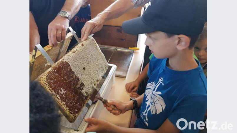Die Kinder ernten mit den Imkern den Schulhonig. Bild: gz