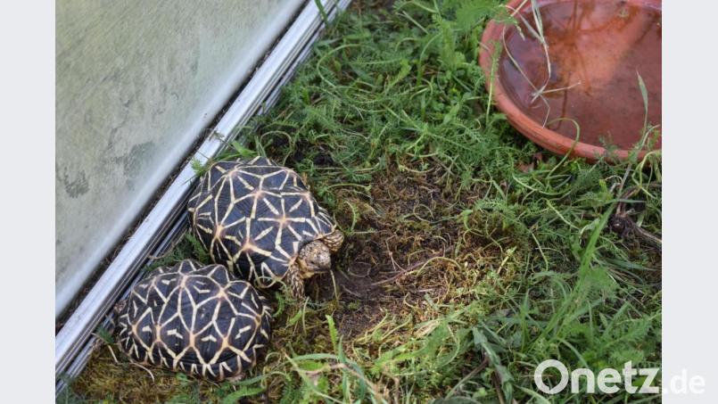 Auf ihrem Panzer haben Indisische Sternschildkröten ein unverwechselbares Muster. Bild: lue