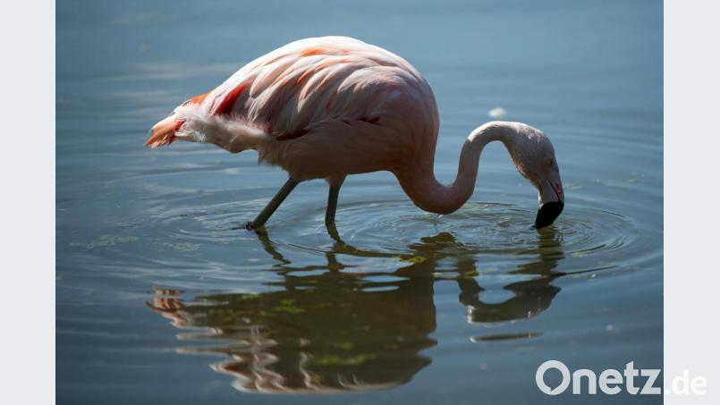 Ein Flamingo sucht in einem Becken nach Futter. Bild: Federico Gambarini/dpa