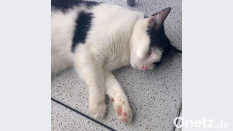 Alles gut: Sushi ist nach knapp vier Monate dauernder Wanderschaft wieder daheim in Vohenstrauß. Ihren Wohltätern in Freihöls wird sie fehlen. Bild: Houschka