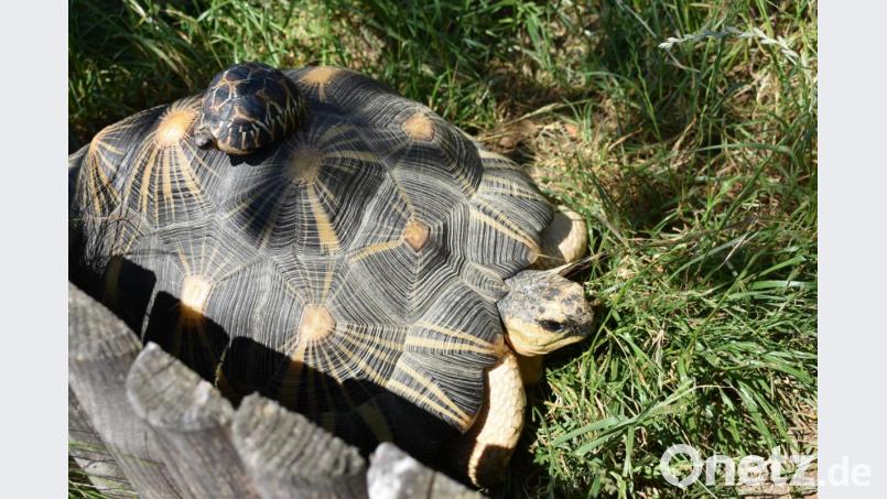 Hier im Vergleich: Zwei Madagaskische Strahlenschildkröten. Die Kleine auf dem Rücken ist gerade ein Jahr alt. Bild: lue