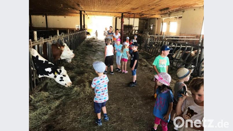 Welch ein Glück, dass Kinder auf dem Land das noch erleben können. Durch die Reihen im 'Stall gehen und auch einmal eine Kuh am Kopf streicheln. Die Buben und Mädchen des Kindergartens Brand schauten auf dem Bauernhof der Familie Besold vorbei. Bild: ld