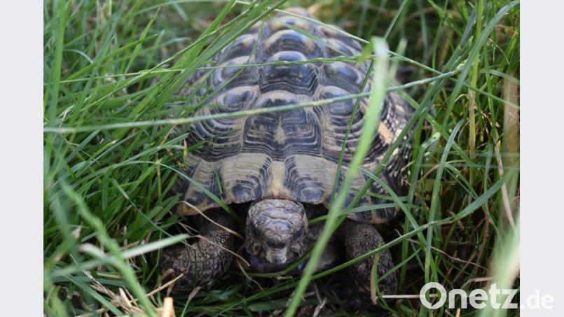 In den Außengehegen von Andrea Henfling fühlen sich ihre Schildkröten wohl. Sie nutzen hohes Gras als Versteckmöglichkeit. Bild: lue