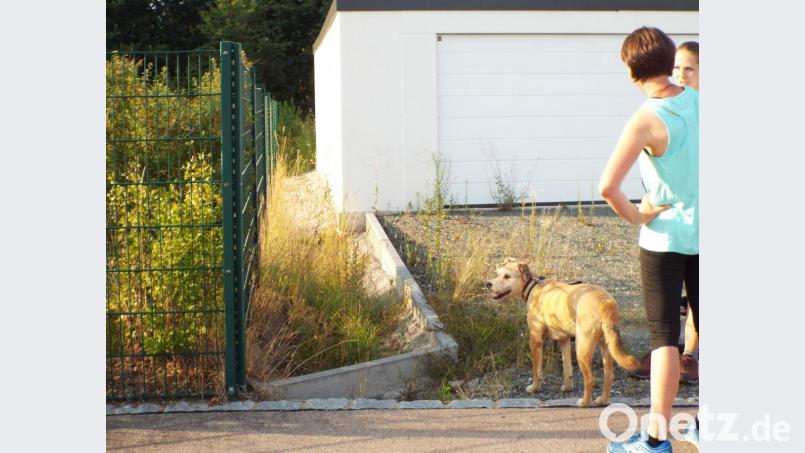 Der Zaun an der östlichen Seite des Spielplatzes am Mühlweg wird (nach links) zurückgebaut, dadurch entsteht ein Durchgang von rund 1,40 Meter Breite nach hinten durch die Büsche hinunter in den Kapellenradweg – zur Zufriedenheit von Spazier- und Gassi-Gängern Bild: e