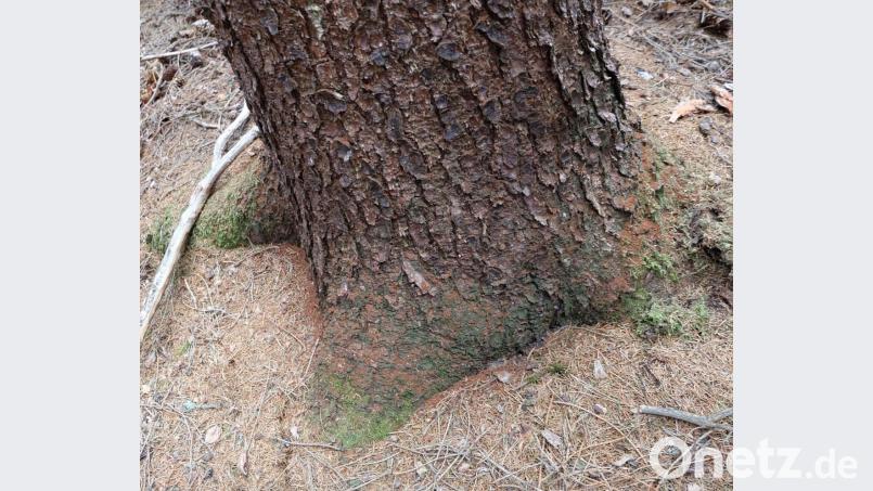 Ein eindeutiges Zeichen für den Befall ist das Bohrmehl am Stammfuß des Baumes. Bild: wlr