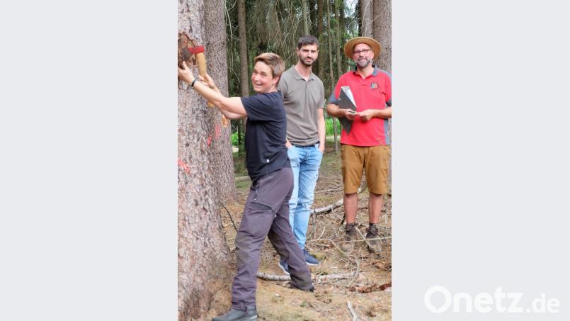 Dieser Baum wurde bereits als Käferbaum identifiziert. Försterin Andrea Sauer löst mit einer Axt die Rinde und zeigt die vorhandenen Gänge, Bohrlöcher und Käfer. Bild: wlr