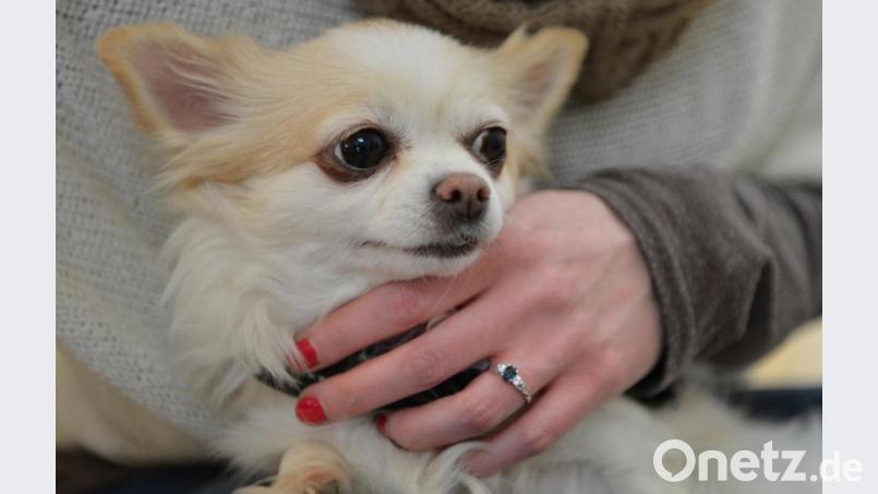 Ein Chihuahua. Symbolbild:  Franziska Kraufmann/dpa