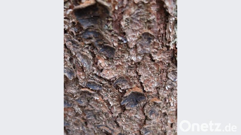 Auch auf den Rindenschuppen ist das Bohrmehl zu finden. Höchste Zeit für den Waldbauern zu handeln. Bild: wlr
