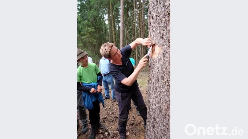Mit dem Messer wird der Käfer aus seinem Versteck geholt. Bild: wlr
