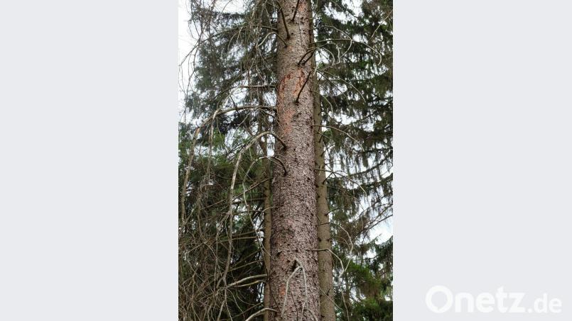 Fällt Rinde bereits von selber ab, kann es unter Umständen schon zu spät sein den Käfer vor dem Ausflug zu erwischen. Bild: wlr