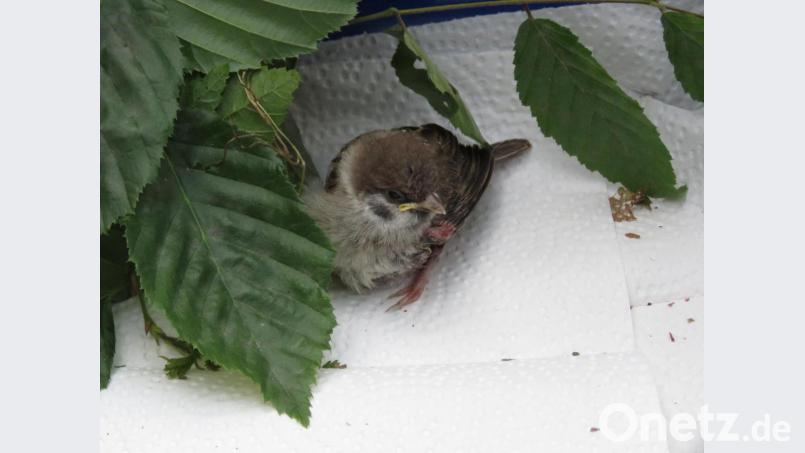 Dieser kleine Spatz hatte Glück. Er wurde nach einem Unfall wieder aufgepäppelt und wohnt jetzt im Nachbargarten von Dieter Brandl. Zum Füttern kommt er aber täglich zurück. Andere Wild- und Singvögel müssen jedoch verhungern. Laut LBV eine schlimme Folge des Insektensterbens, es sei nicht mehr ausreichend Nahrung für die Vogelbabys da. Bild: ubb