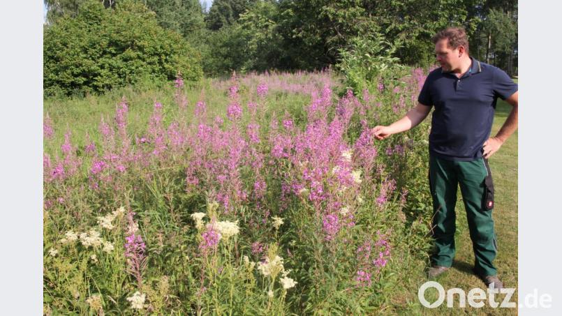 Die Blühwiesen des Golfplatzes locken viele Insekten an. Bild: kro