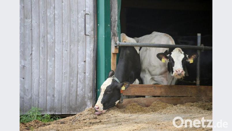Kühe stehen in einem landwirtschaftlichen Großbetrieb in einem Stall. Die Staatsanwaltschaft ermittelt gegen den Betreiber des Hofes wegen Tierquälerei. Bild: Karl-Josef Hildenbrand/dpa