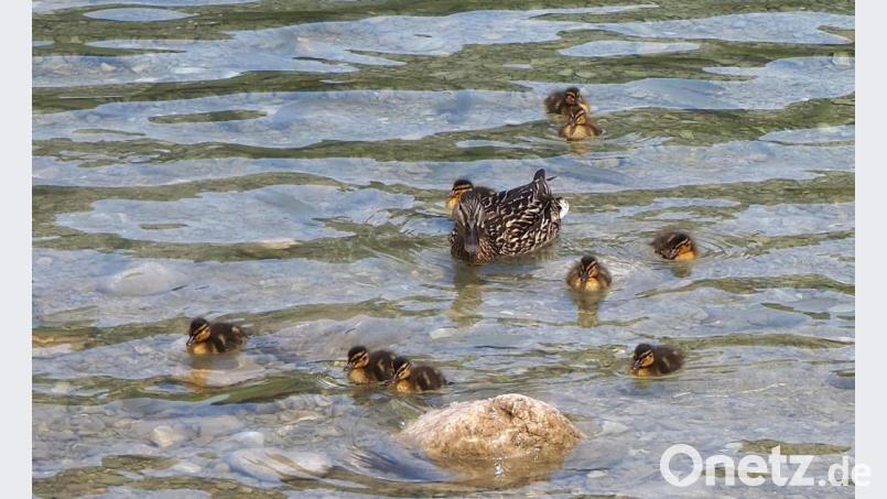 Norbert Tretter hat auch die Auflösung mitgeliefert: Ihm zufolge sind auf dem Bild doppelt so viele Forellen als Küken zu sehen. Bild: wpt