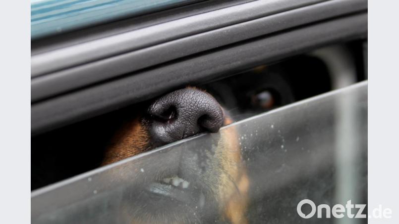 Die Polizei Schwandorf befreite einen Hund aus einem Auto. Bild: Stephan Jansen/dpa