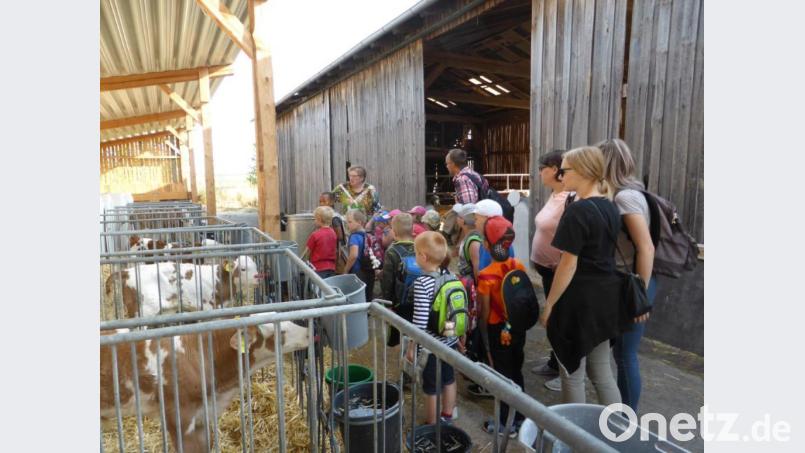 Die Kälbchen hatten es den Kindern besonders angetan. Bild: mma
