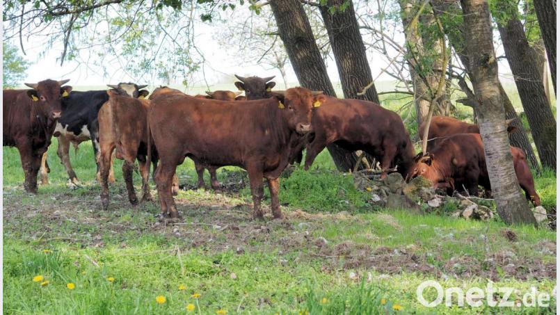 Das Rote Höhenvieh zog die Blicke der Schüler auf sich. Bild: bsc