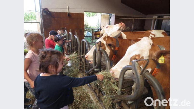 &quot;Kleine Hankerler&quot; auf dem Bauernhof. Bild: si