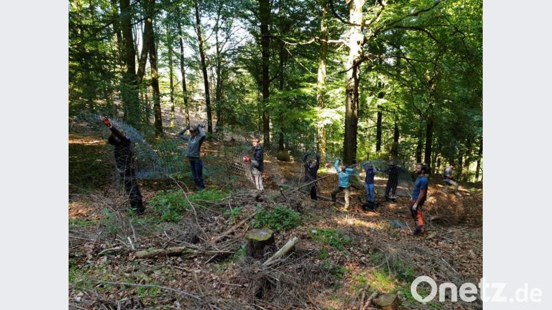 Freiwilliger Einsatz für Wald und Natur: Bei einer Arbeitswoche des Bergwaldprojekts e.V. bauen Schüler der Waldorfschule Gröbenzell beim Forstbetrieb Fichtelberg einen entbehrlichen Kulturzaun ab. Bild: exb