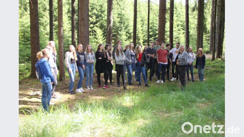 Die Klasse 10b bei der "Zielansprache" einer ausgewählten Fichten-Baumkrone, deren Schadbild auf einen Nadelverlust von rund 30 Prozent hindeute, so Revierleiter Karl-Heinz Melzer (rechts, im Vordergrund). Bild: den