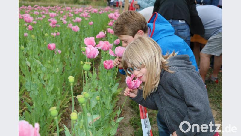 Jung und Alt bestaunten die Mohnblüten. Bild: bsc