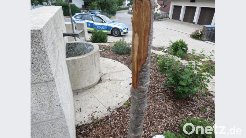Die Rinde bis auf den Stamm abgeschält: Das bekommt einem Baum nicht. Bild: piam