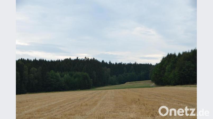 Im Waldgebiet &quot;Elm&quot; im Vohenstraußer Ortsteil Waldau kam es am Samstagnachmittag zu einem tragischen Unglück, bei dem ein 48-jähriger Mann sein Leben verlor. Bild: dob
