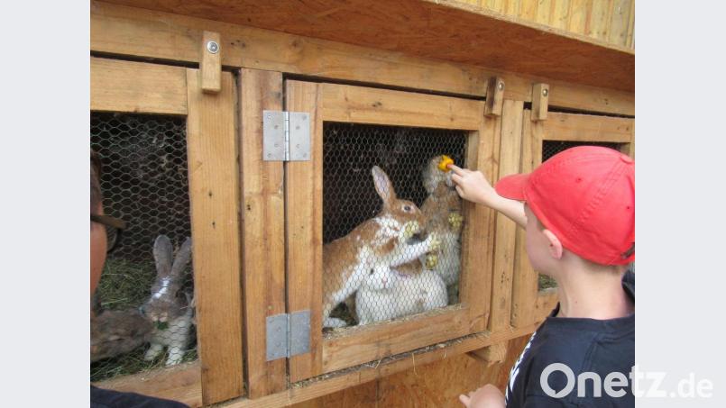 Schüler beim Füttern der Hasen. Bild: Amt für Ernährung/exb