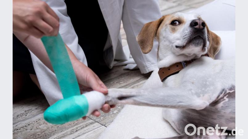 Eine Tierärztin verbindet bei einem Erste-Hilfe-Kurs für Notfälle bei Hund Max eine Pfote. Archivbild: Sven Hoppe/dpa