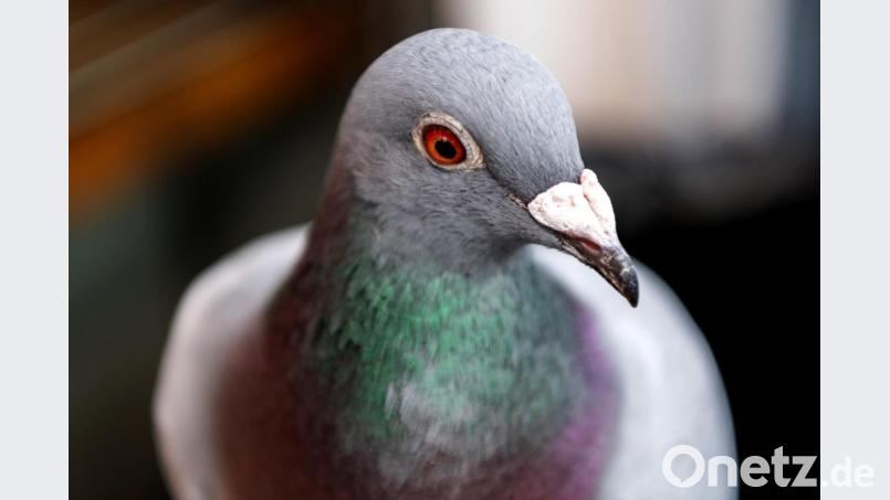 Symbolbild: Robert Michael/dpa