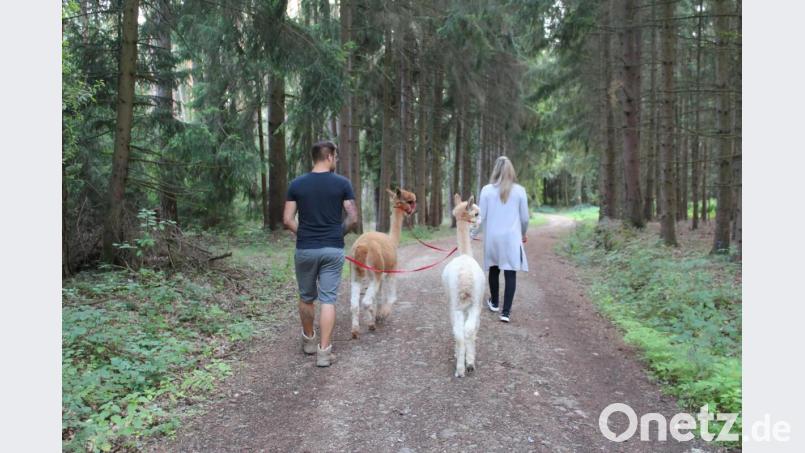 Alpaka-Wanderungen sind nicht nur idyllisch, sondern bei den Gästen auch heiß begehrt. Bild: Evi Wagner