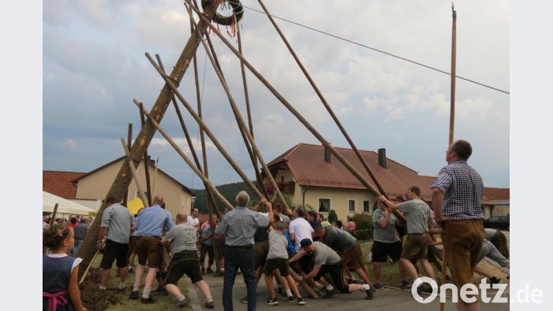Die zahlreichen Helfer mussten sich ganz schön einspreizen, bis der Kirwabaum in die Senkrechte gewuchtet war. Bild: Köppl