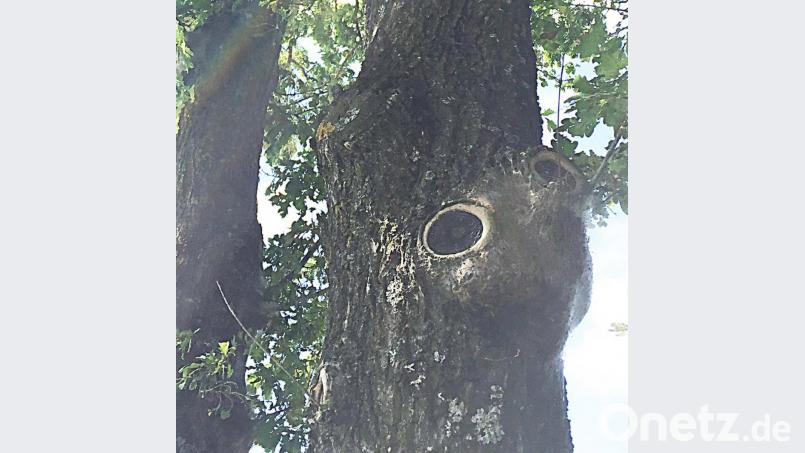 Zwei &quot;Augen&quot; schauen heraus: So wirkt das Gespinstnest an der Gemeindeverbindungsstraße von Sommeraus nach Görglas noch gefährlicher. Bild: ü