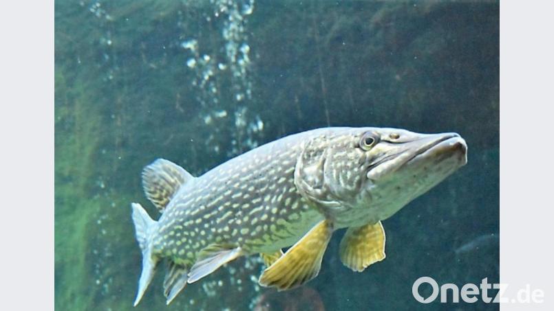 In der Ausstellung „Akva-Tera“ trifft der Besucher auf Fische, Lurche und Reptilien. Archivbild: cr