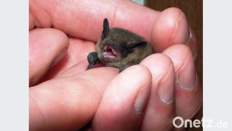 Diese junge Zwergfledermaus entdeckte Markus Liebl, nachdem sie aus dem Quartier gefallen war. &quot;Man muss sie in einem solchen Fall wieder zur Mutter zurückbringen, da da Jungtier sonst verhungert“, erklärte der Fledermausbeauftragte des Landkreises Neustadt/WN. Bild: edo