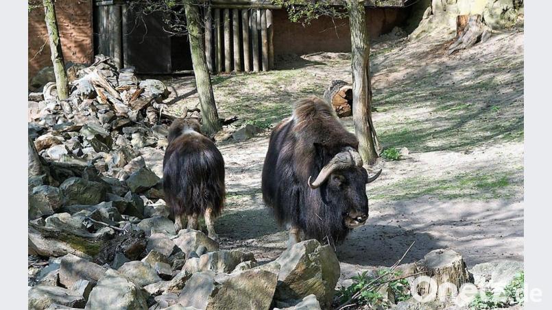 Das gegliederte Naturareal hat eine Fläche von 21 Hektar und wurde seit 1996 systematisch zu einem zoogeografischen Biopark umgestaltet. Archivbild: cr