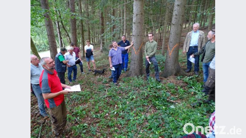 Die Forstbetriebsgemeinschaft Neustadt/WN Süd mit Michael Bock (vorne, links) und Arnim Scheiblhuber vom AELF (Zwischen den Bäumen) informieren Interessierte bei einer Ortsbegehung am Fischerberg, wie sie Borkenkäferbefall erkennen und danach richtig handeln. Bild: Dobmeier
