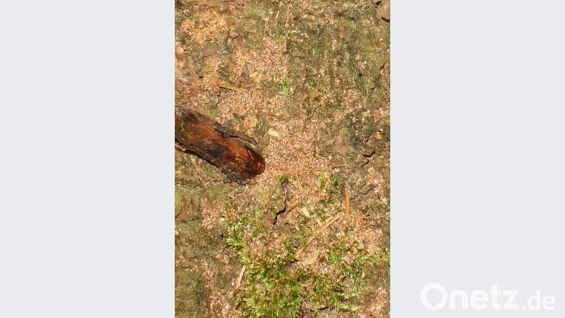 Achtung: Hier liegt Bohrmehl am Stammfuß der Fichte. Das deutet auf Borkenkäferbefall hin. Bild: Dobmeier