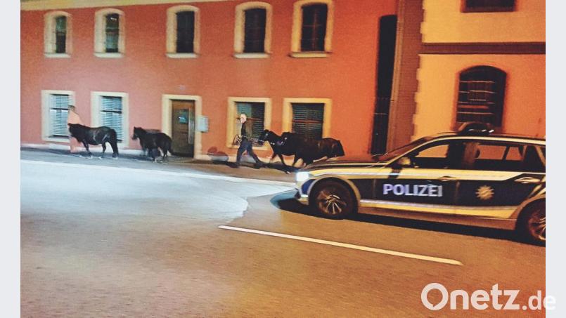 Einen gemütlichen Ausflug haben sich vier Ponys in Schnaittenbach gegönnt: Die Freude währte aber nur kurz, denn die Polizei erwischte die Ausreißer am frühen Donnerstagmorgen. Bild: Polizei Amberg