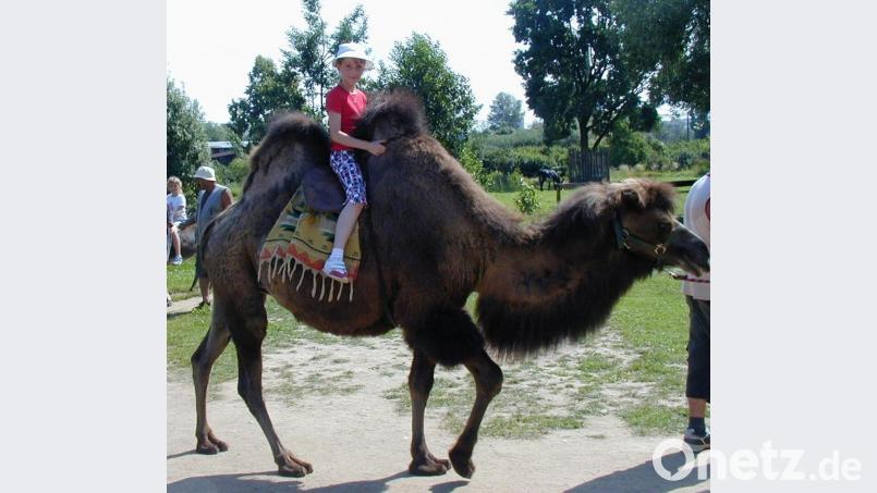 Ob dieses Kamel Bartholomäus heißt? Ein braves Reittier ist es jedenfalls. Archivbild: cr