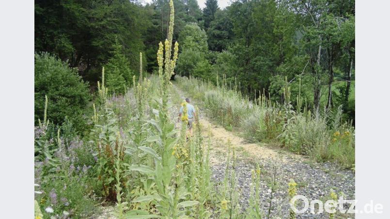 Besonders viele Königskerzen säumen derzeit die ehemalige Lokalbahn-Strecke Amberg–Lauterhofen. Bild: schß