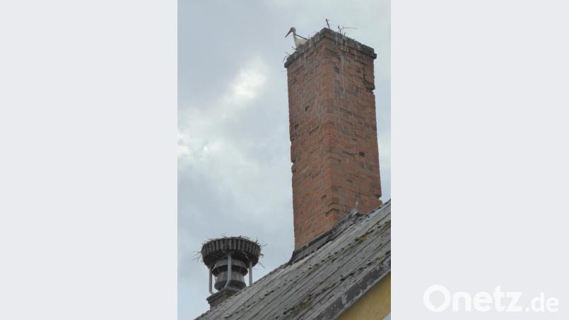 Neben dem Horst auf dem Dunstkamin des Gärkellers (links) baute das Storchenpaar einen eher notdürftigen „Austragshorst“ auf dem stillgelegten Sudhauskamin. Bild: fsb