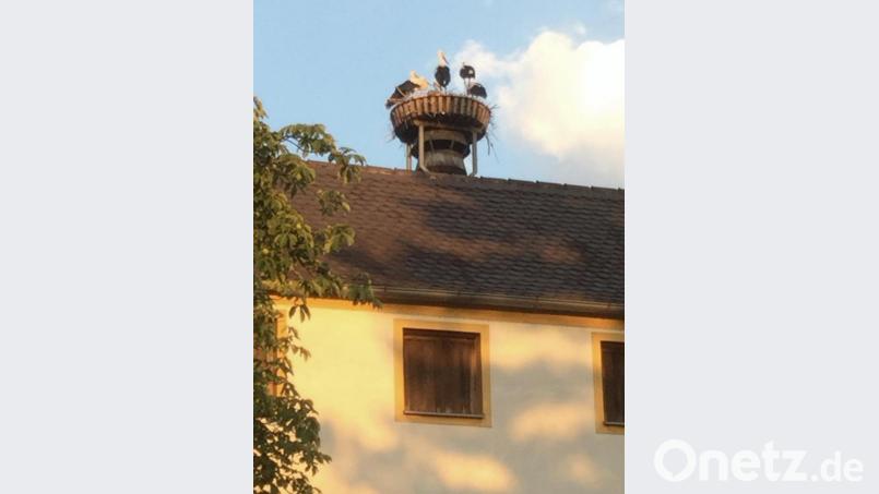 Storchenfamilie (Storchenpaar mit vier Jungen) vom Juli 2018. Bild: Schwab/exb
