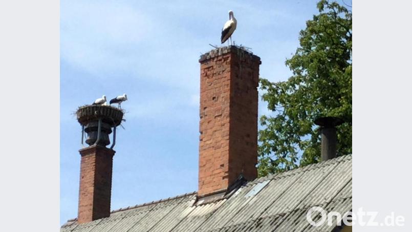 Foto vom 20. Juli 2019 mit den drei Jungstörchen auf dem ursprünglichen und einem der Altstörche auf dem „neuen“ Horst. Bild: Schwab/exb