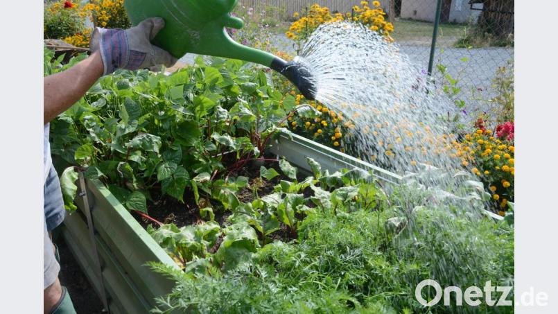 Trinkwasser zum Gießen für Beete mit Gemüse und Blumen zu verwenden, ist nach Meinung der Experten der &quot;Steinwaldgruppe&quot; trotz der Trockenheit vertretbar. Auf die großflächige Beregnung von Rasenflächen sollte man aber unbedingt verzichten. Bild: Gabi Schönberger
