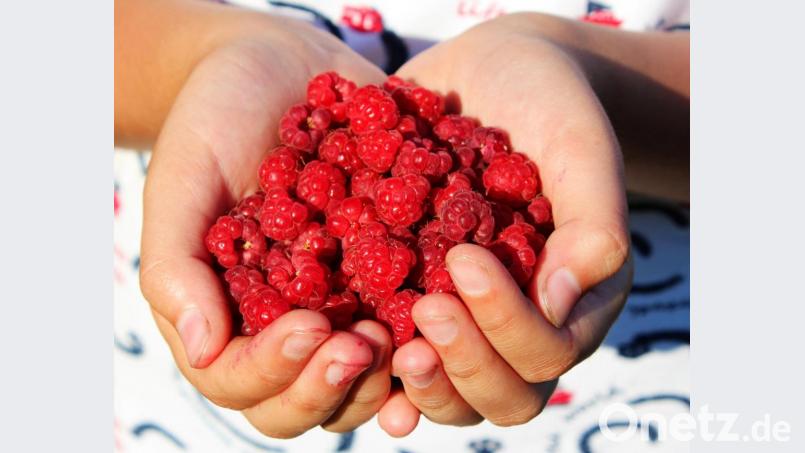 Wie heimische Beeren zu Leckereien weiterverarbeiten werden können, zeigt der Kurs "Freche Früchtchen - Kochen und Backen für Kinder." Bild: njn